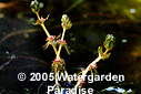 Myriophyllum salsugineum
