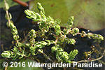Myriophyllum verrucosum - Green Form