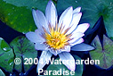 Nymphaea 'Blue Triumph'