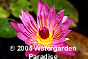 Nymphaea 'Evelyn Randig'