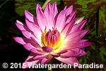 Nymphaea 'June Alison'