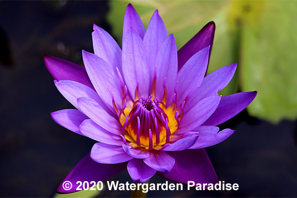 Nymphaea 'King of the Blues'