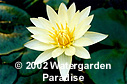 Nymphaea 'Margaret'