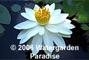Nymphaea 'Missouri'