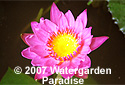 Nymphaea 'Mary Mirgon'