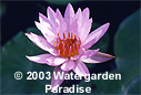 Nymphaea 'Robert Strawn'
