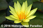 New Season Tropical Waterlilies