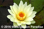 Nymphaea 'White Delight'