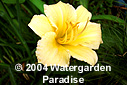 Hemerocallis 'Stella d'Oro'