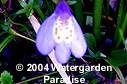 Mazus reptans