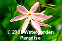Schizostylis coccinea var. 'Apple Blossom'
