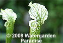 Sarracenia leucophylla (White Form)