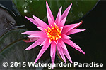 Nymphaea 'Perry's Cactus Pink'